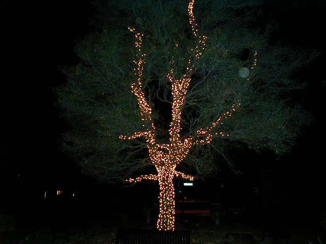 Christmas light display installed by Spriggs Brothers — photo 2