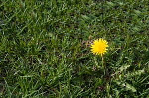 Organic weed control can help to green up your lawn.
