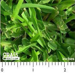 Photograph of Palmetto St Augustine Grass