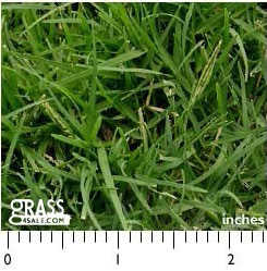 Photograph of Celebration Bermuda Grass
