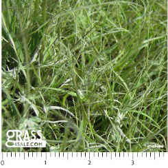 Photograph of 609 Buffalograss