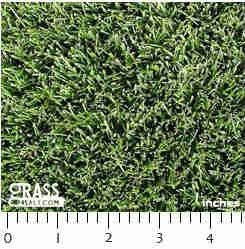 Photograph of Tall Fescue