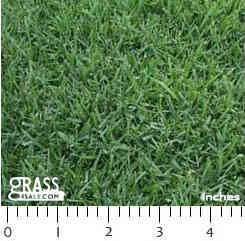 Photograph of Palisades Zoysia Grass