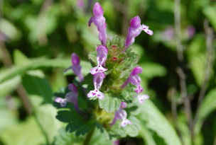 Photograph of Henbit