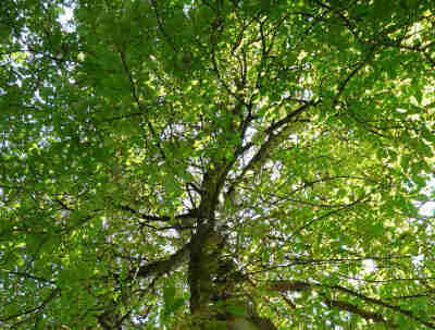 Photograph of a tree with the best grass around it