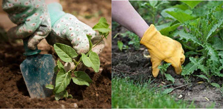 Photograph of a Lawn Being Weeded by Hand